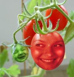 Tomato Tot