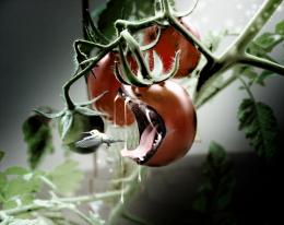 crazy tomatos