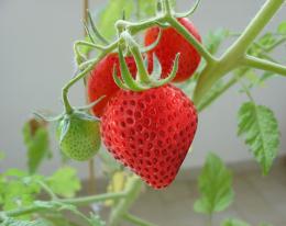 strawberry