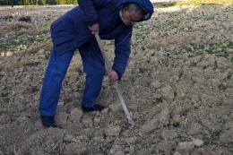 Smoothing the soil...