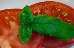 Basil and Tomatoes