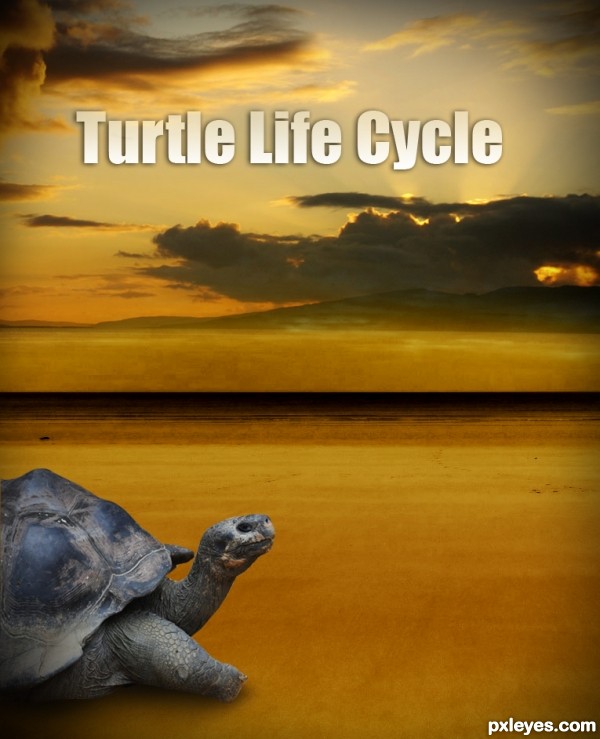 turtle life cycle 