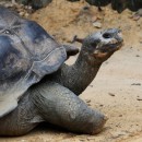 tortoise source image