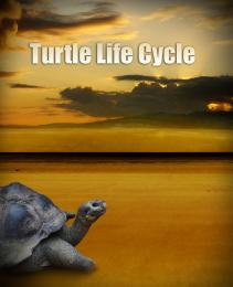 turtle life cycle 