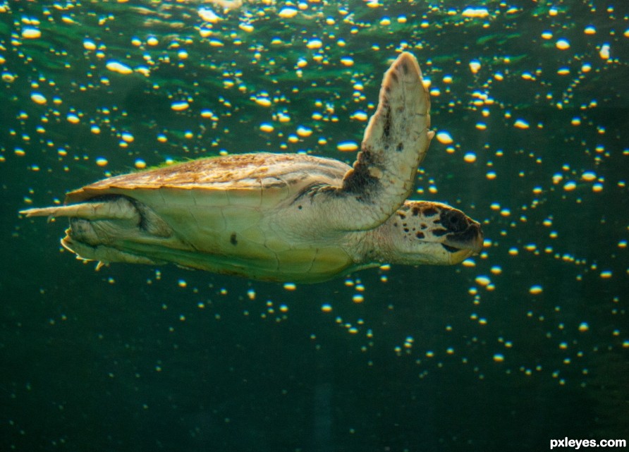 Sea turtle