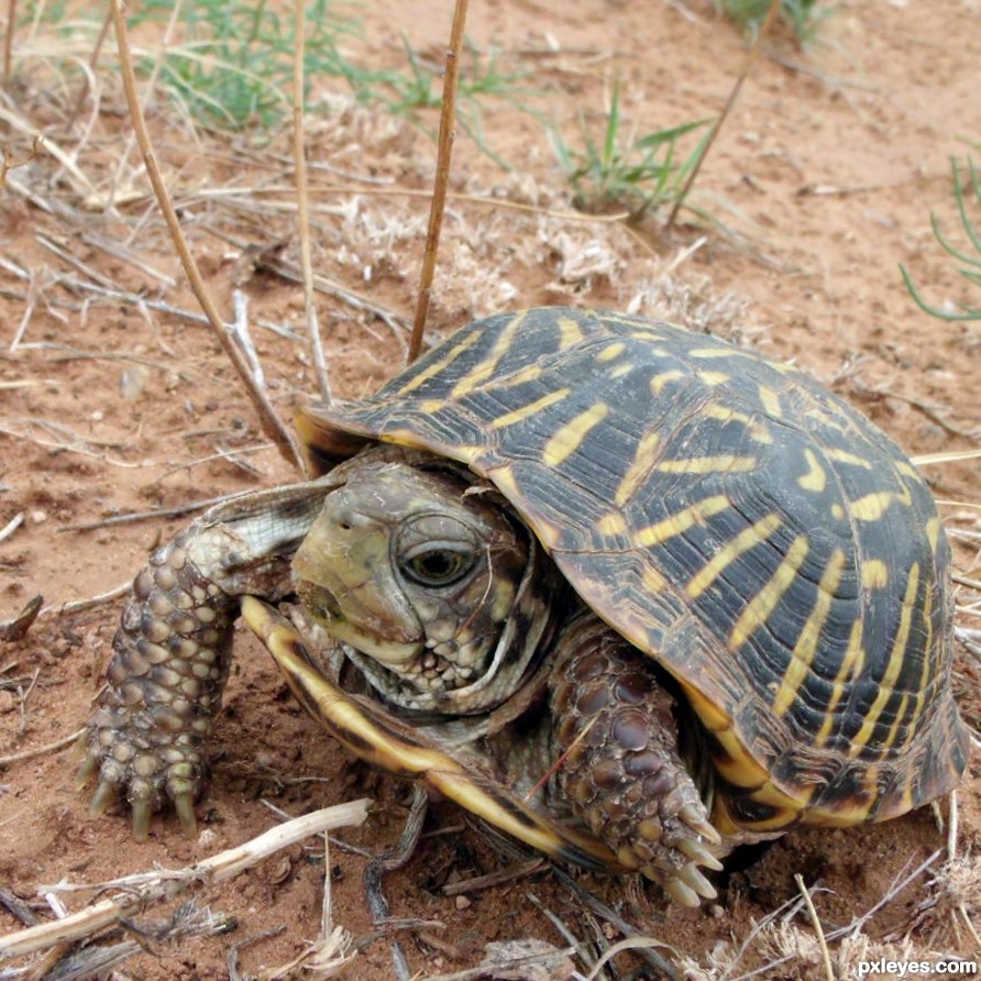 Desert Tortoise