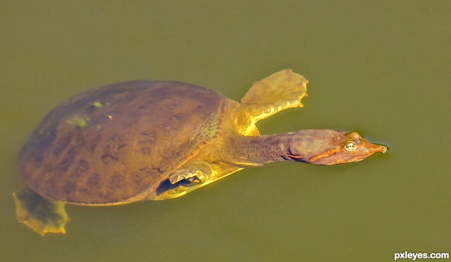 Spiney soft shell turtle breaking surface for air 
