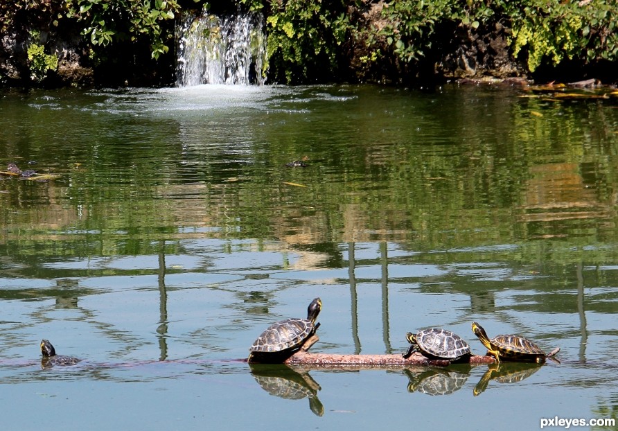 A ride on the branch