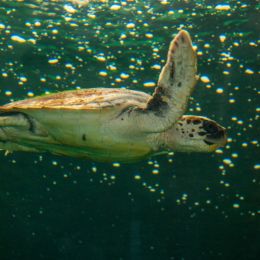 Seaturtle