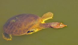 Spiney soft shell turtle breaking surface for air 