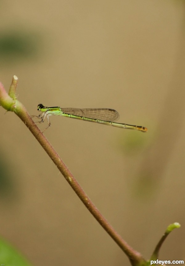 Mini Dragon Fly