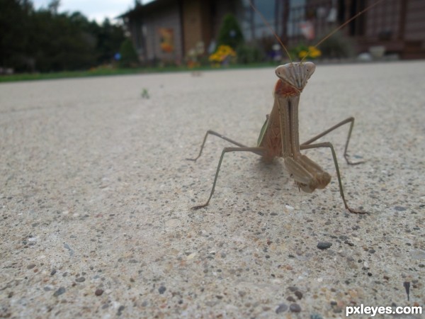 Praying Mantis