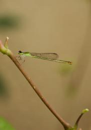 MiniDragonFly