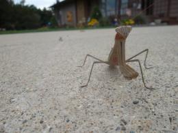 Praying Mantis