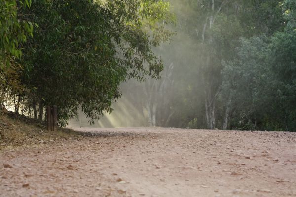 Sunlit Track