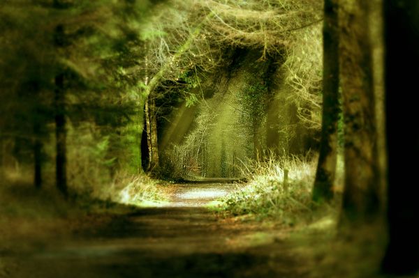 Magic woods. photoshop picture