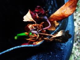 A dead rose in the trash  Picture