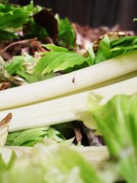 A knats lunch in the compost Picture