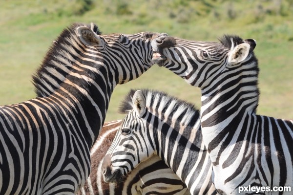 Kruger Park (South Africa)