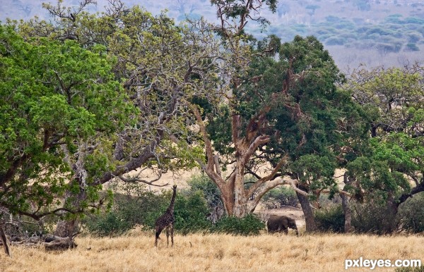 Tarangire National Park