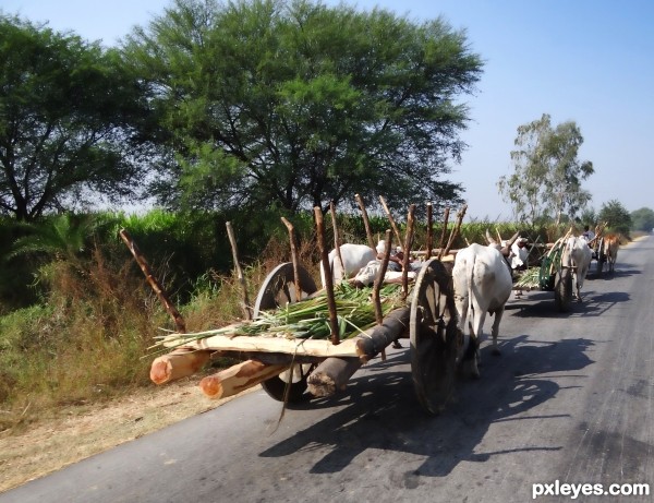 indian traveling