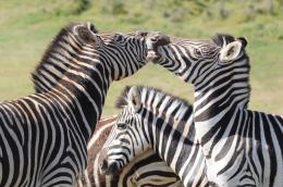 Kruger Park (South Africa)