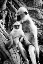 Monkeys in India Picture