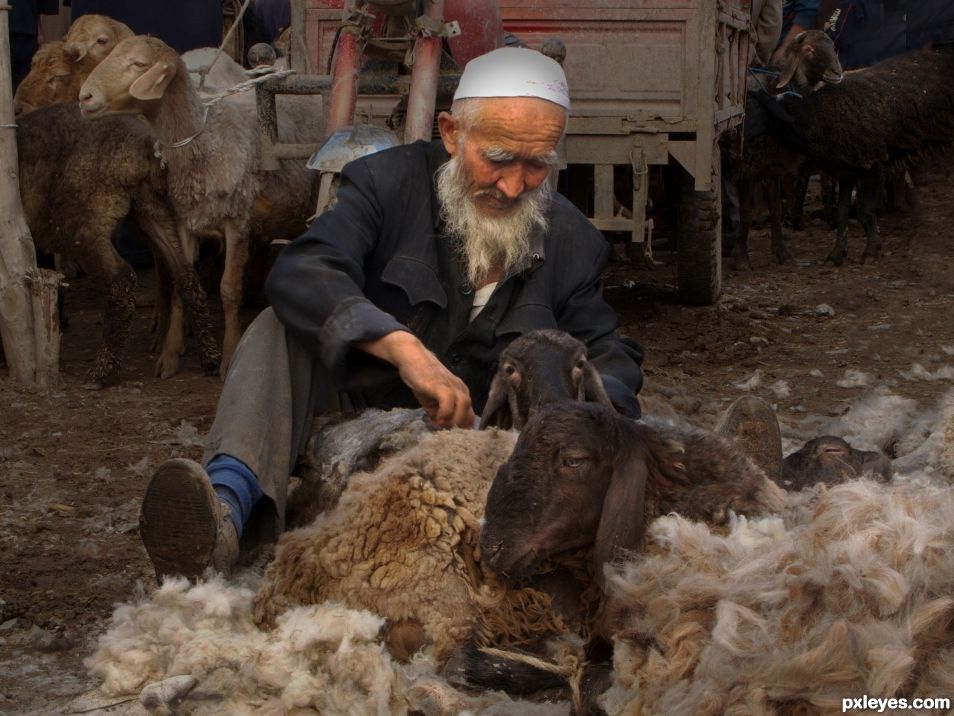 Animal Market, Silk Road , China