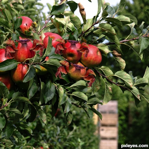 Creation of Crabapples: Final Result