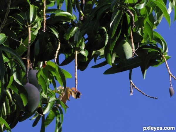 Creation of Beware of falling fruit: Step 1