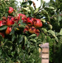 Crabapples