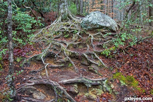 Cascading Roots