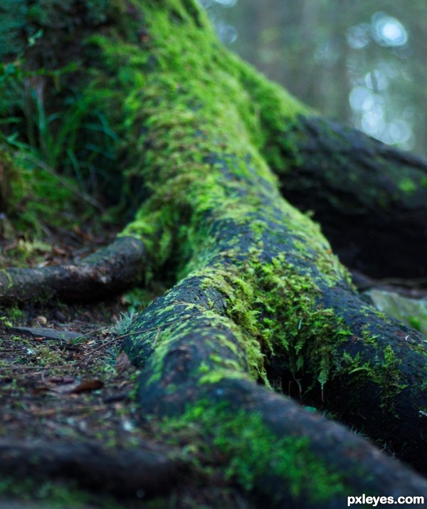 In the Deep, Dark Forest 