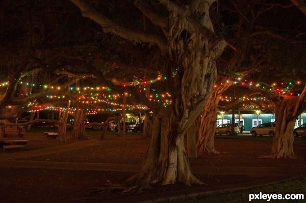 The Banyan Tree