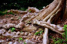 Arthritic Roots