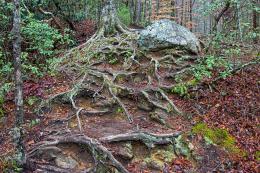 Cascading Roots