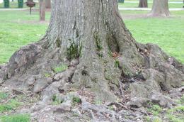 Large Roots Picture