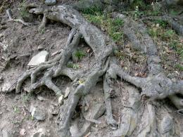 old roots 