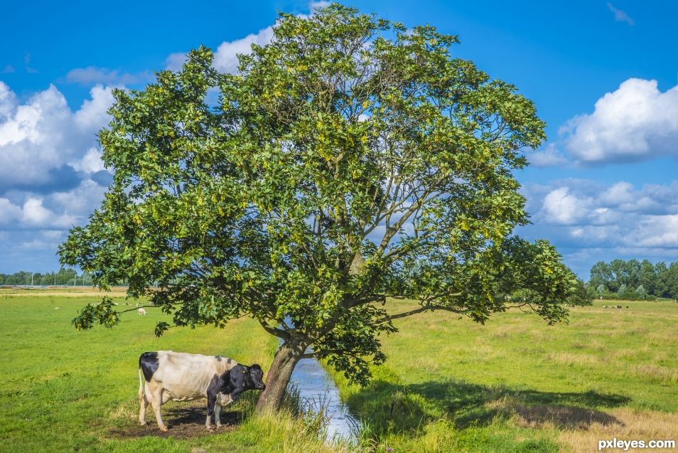 Lonely tree gets company