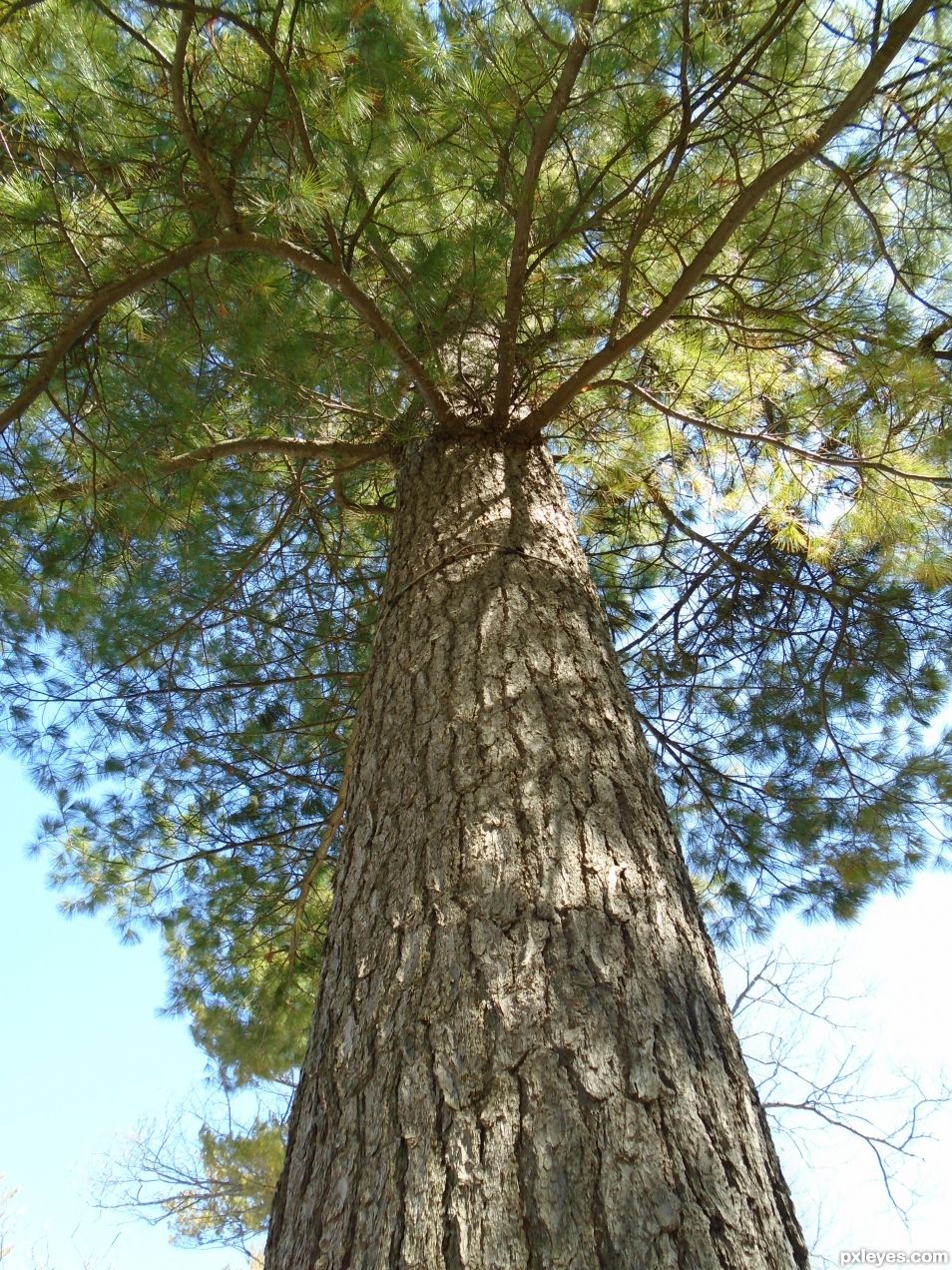 Canopy tree