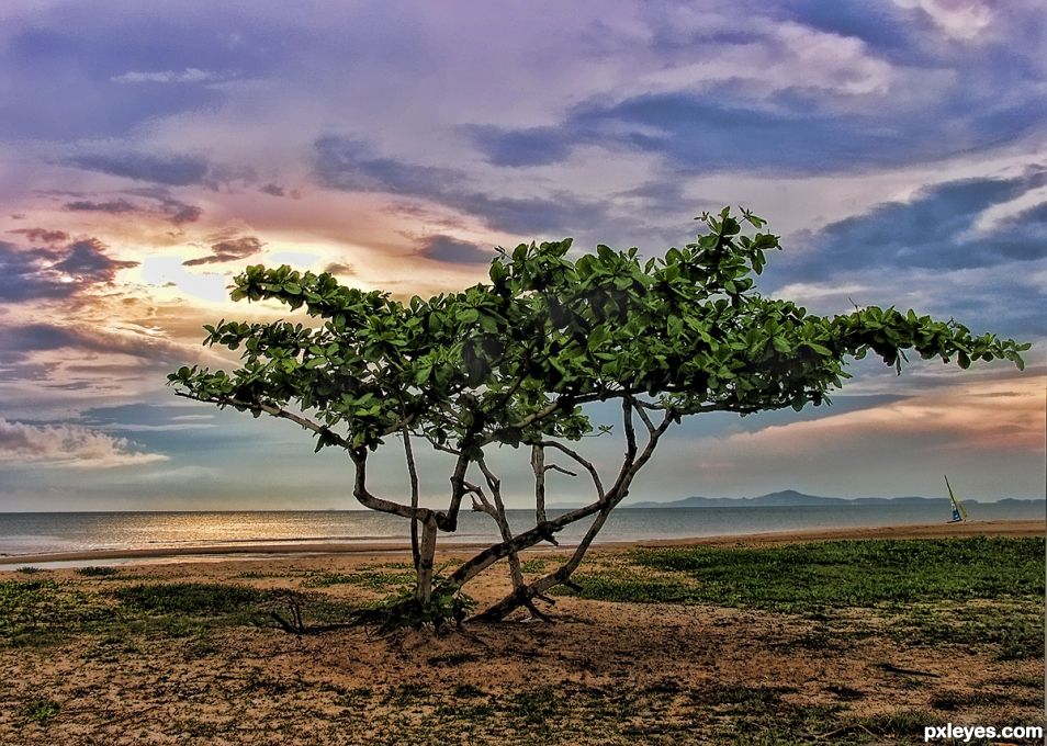 Lonely Tree