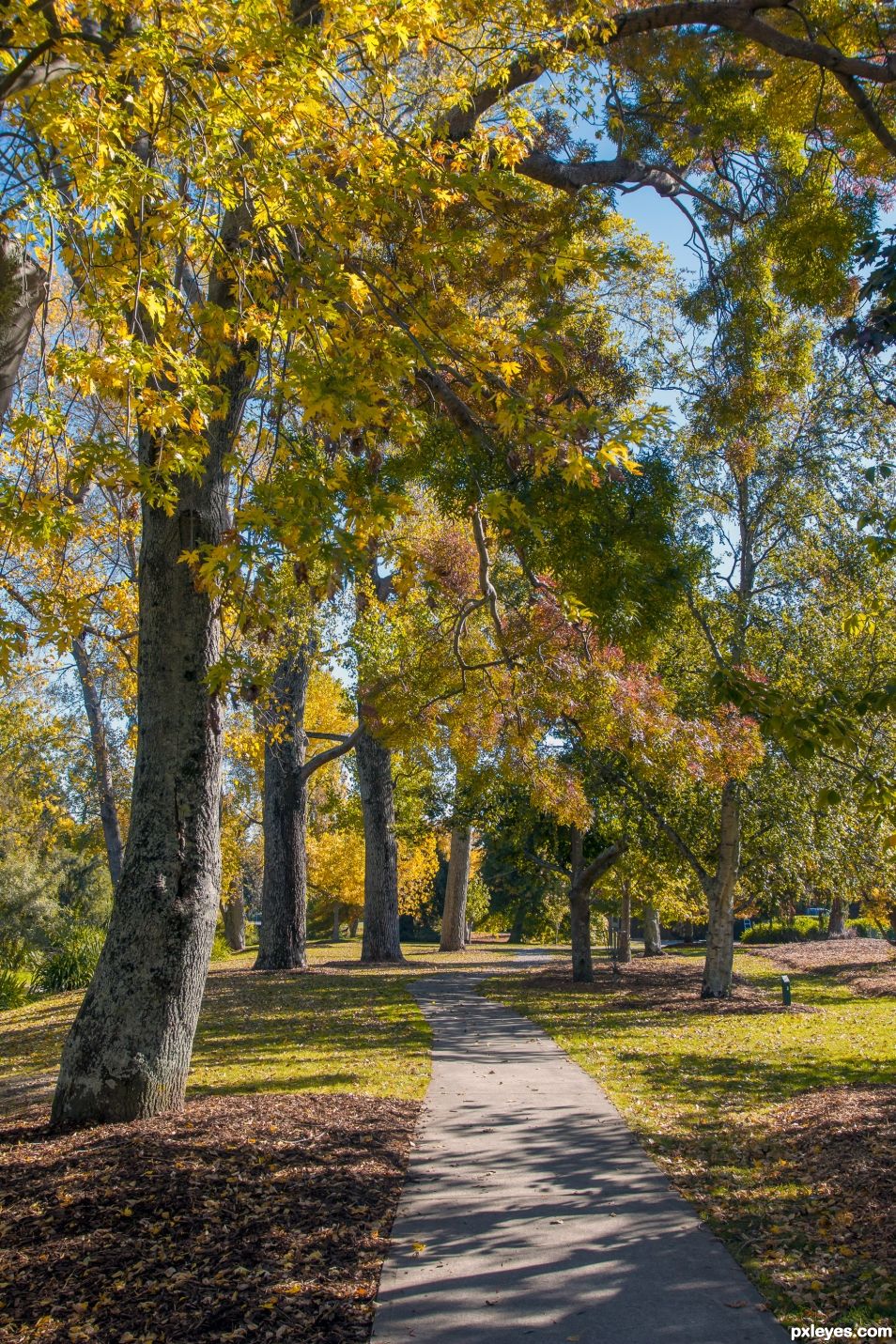 Autumn trees in the park