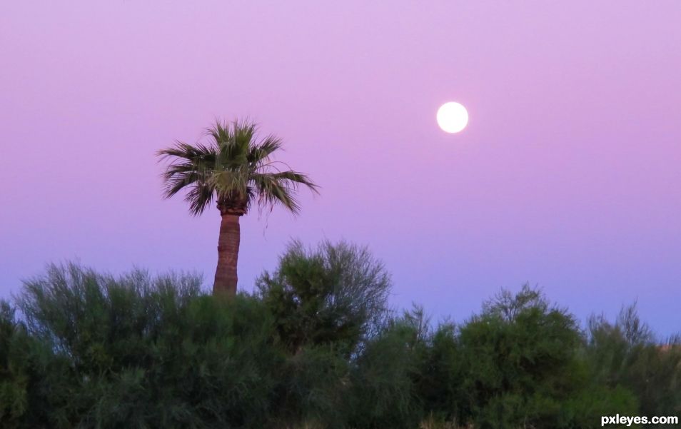 Lonesome Palm