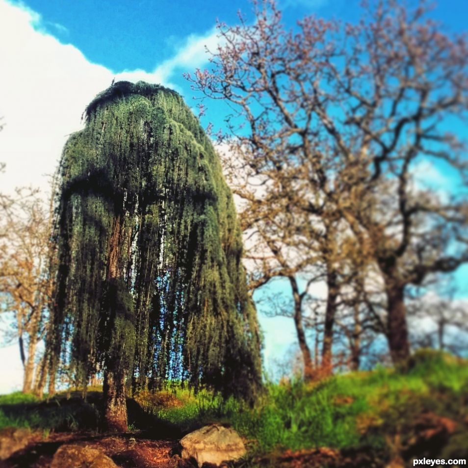 Shaggy Tree