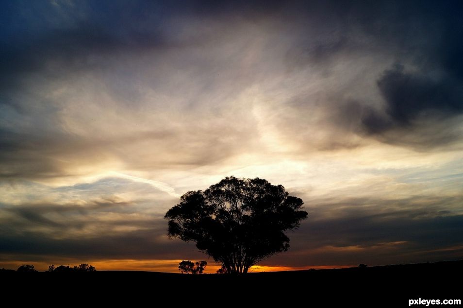 Tree at sunset