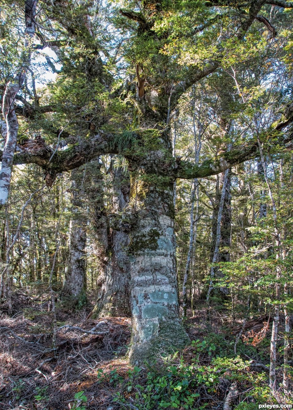 Old Kauri, growing at over 1000m, 3000 feet