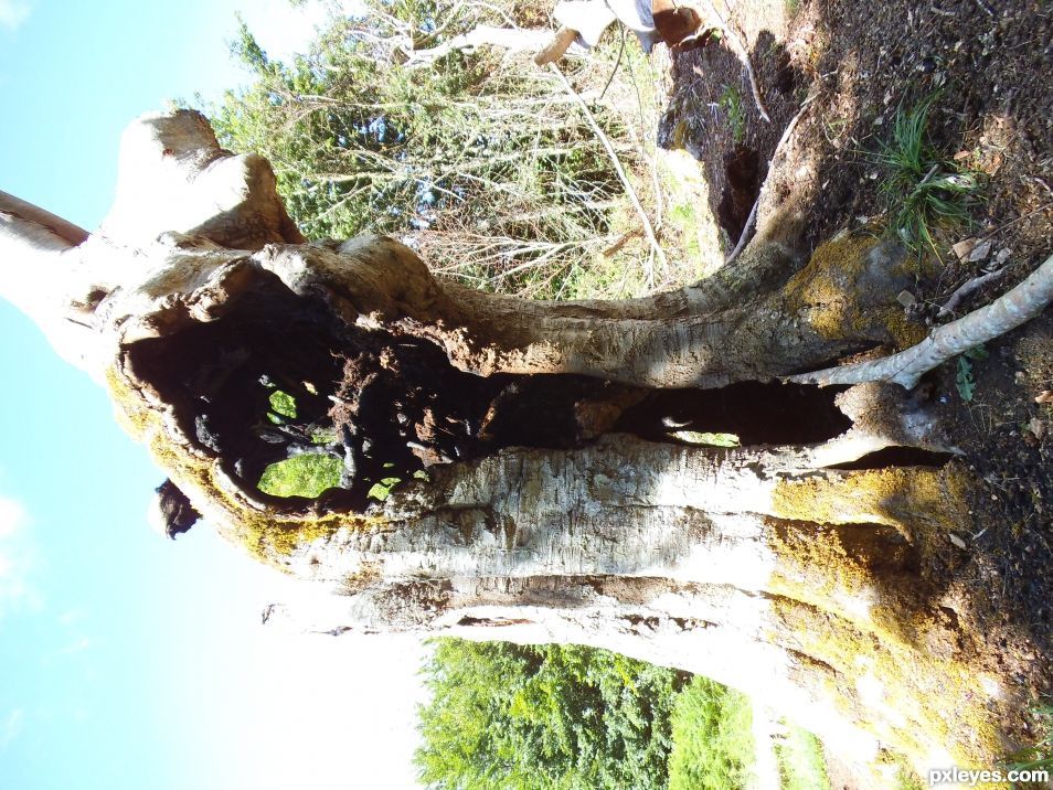 Decayed Tree