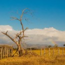 trees 2 photography contest