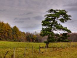 Lonesome Pine