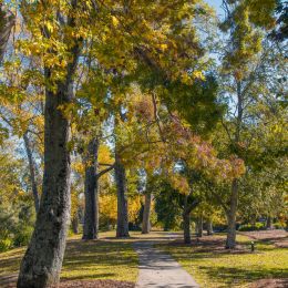 Autumntreesinthepark